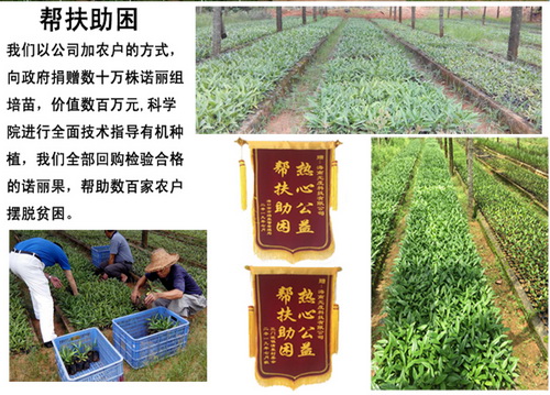 帮扶助困-诺丽.jpg