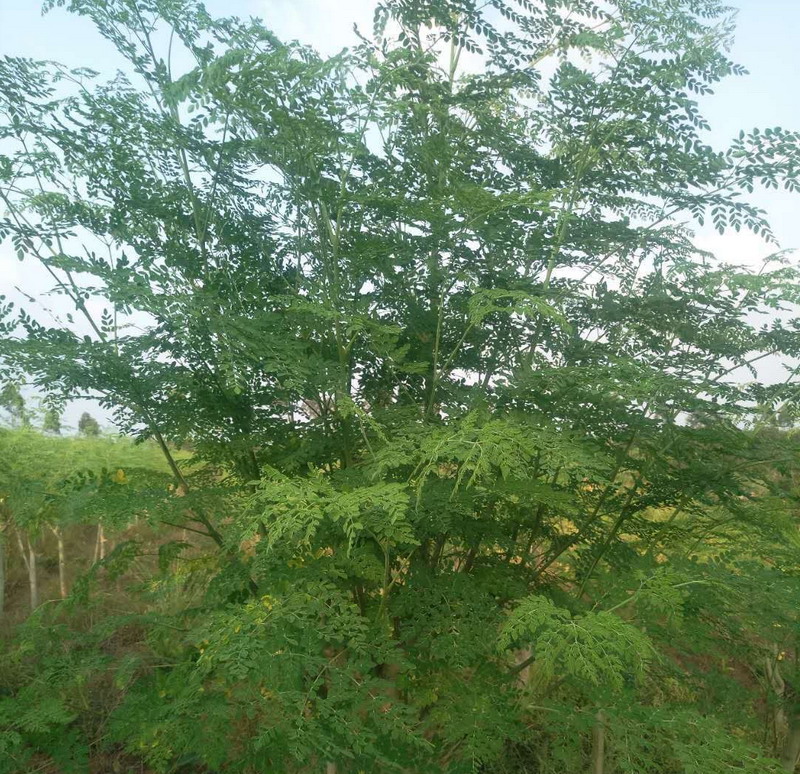 0-辣木树.jpg
